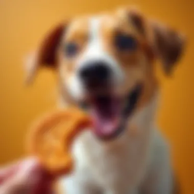 A dog enjoying a sweet potato cookie with a joyful expression