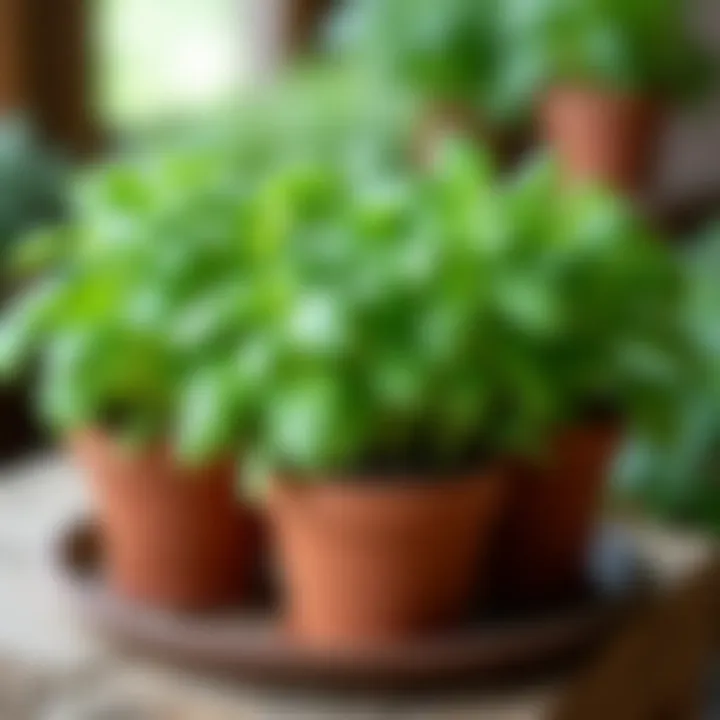 Herb garden arranged in decorative pots