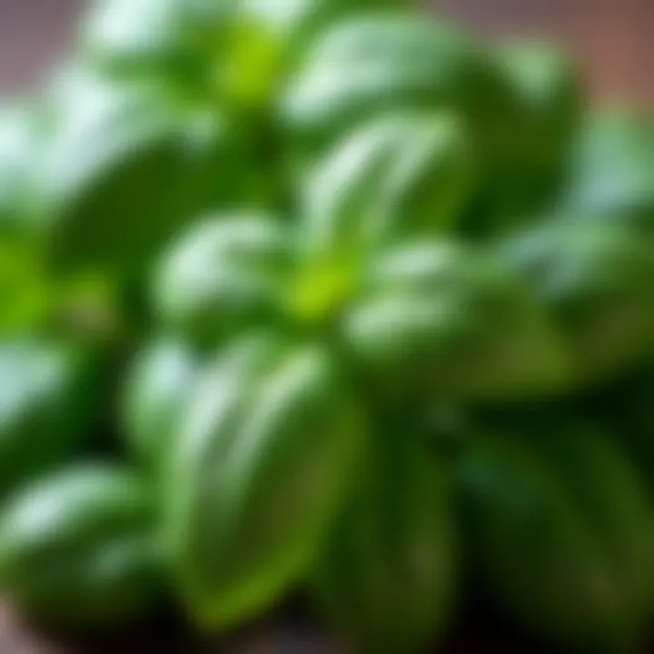 Close-up of fresh basil leaves