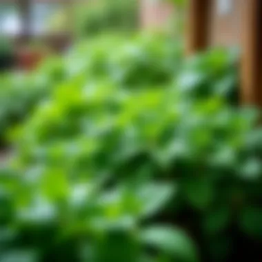 Lush greenery of a thriving herb garden